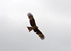 Zwarte wouw (oostelijk) (black-eared kite) Milvus migrans lineatus  - bij Khujirt 17-08-2016 (4)